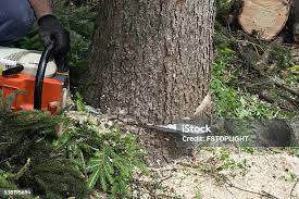 Best Commercial Tree Services  in Hebron, IL