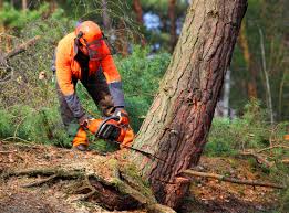 How Our Tree Care Process Works  in  Hebron, IL