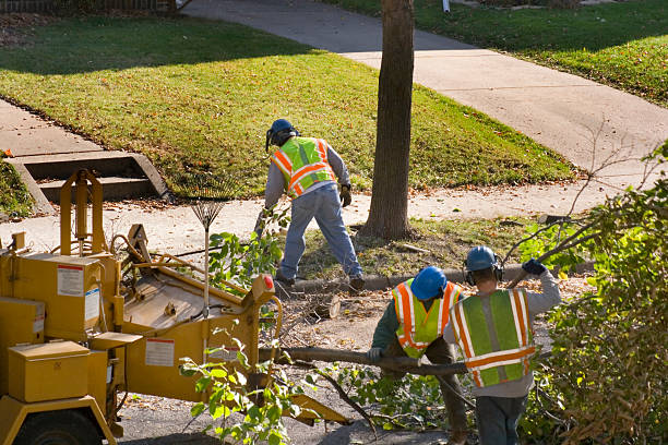 Best Tree Maintenance Programs  in Hebron, IL