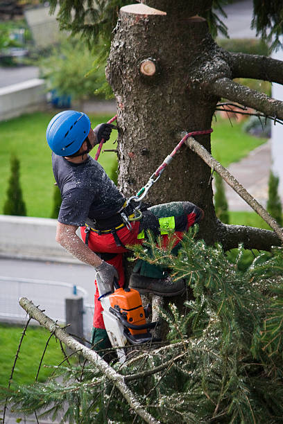 Best Palm Tree Trimming  in Hebron, IL