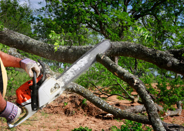 Professional Tree Services in Hebron, IL